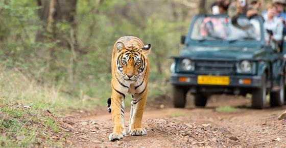 Tiger Safari National Parks