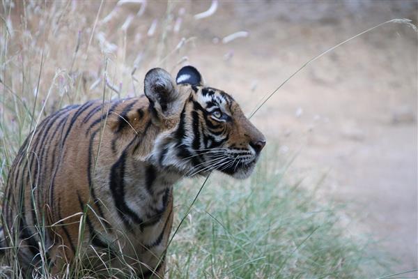 Wild & Beautiful - Golden Triangle With Ranthambhore Tigers
